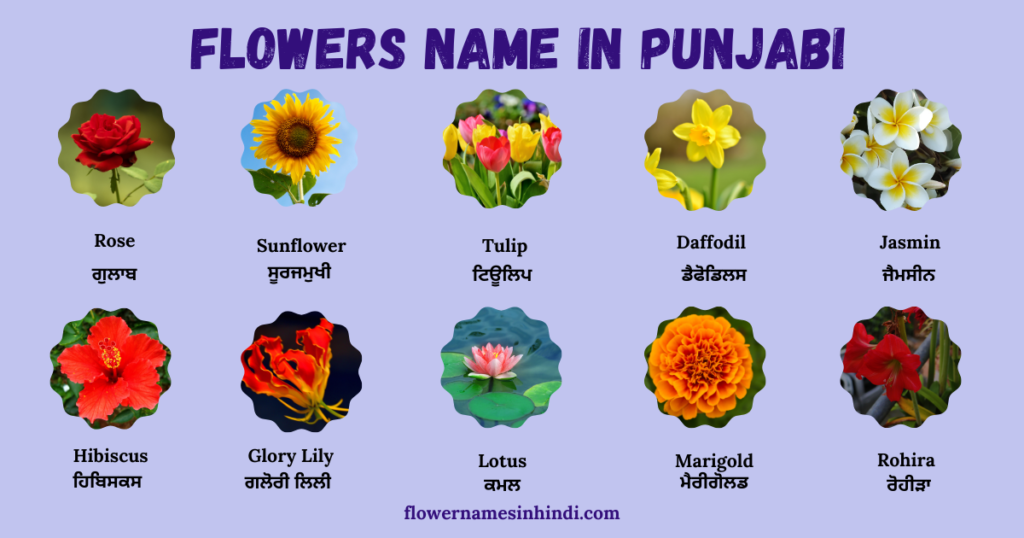 Flowers Name in Punjabi