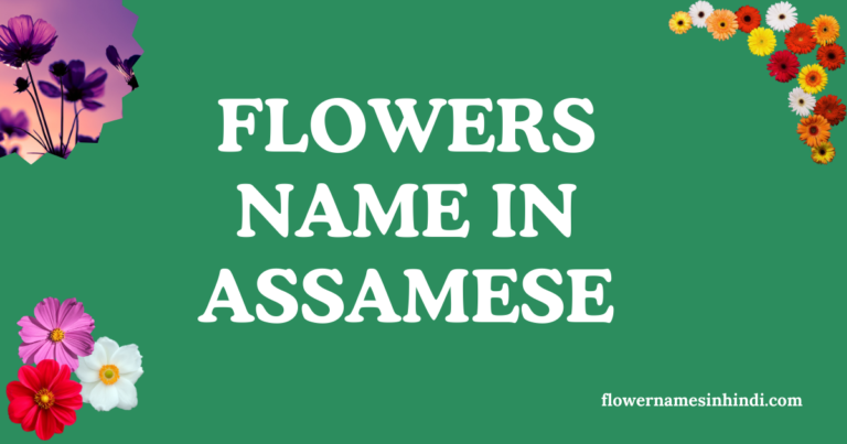 Flowers Name in Assamese