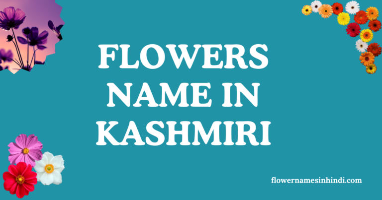 flowers name in kashmiri