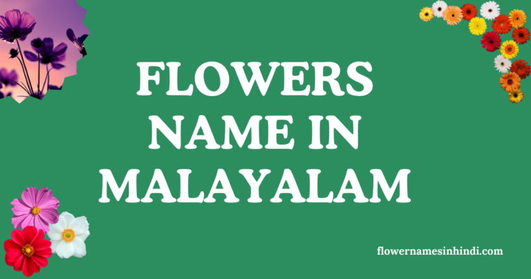 flowers name in malayalam