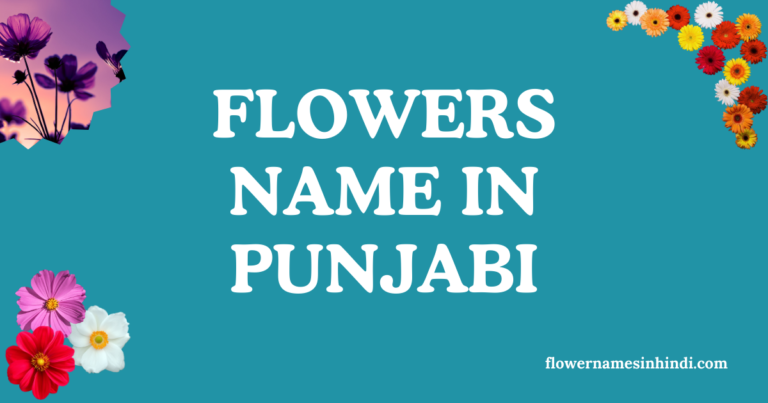 flowers name in punjabi