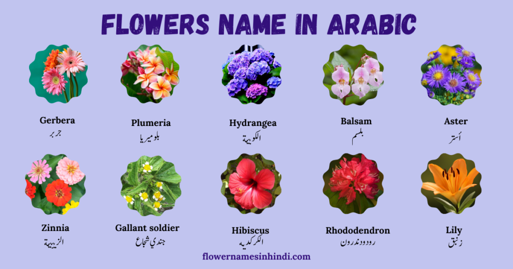 flowers name in arabic
