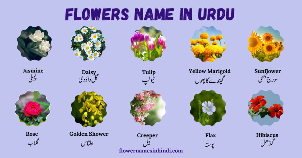 flowers name in Urdu