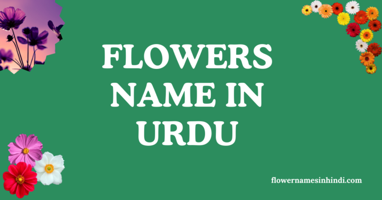 Flowers name in urdu