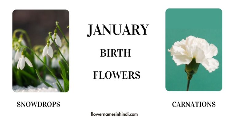 january birth flowers