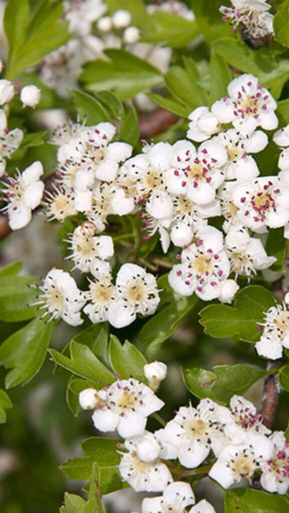 May Birth Flowers