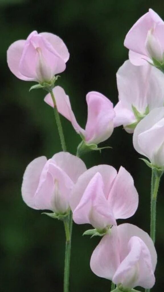 April Birth Flowers