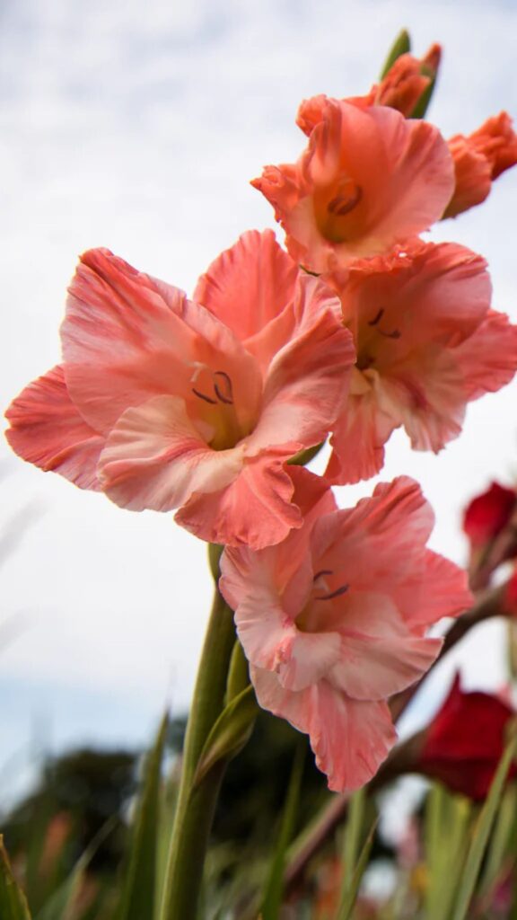 August Birth Flowers