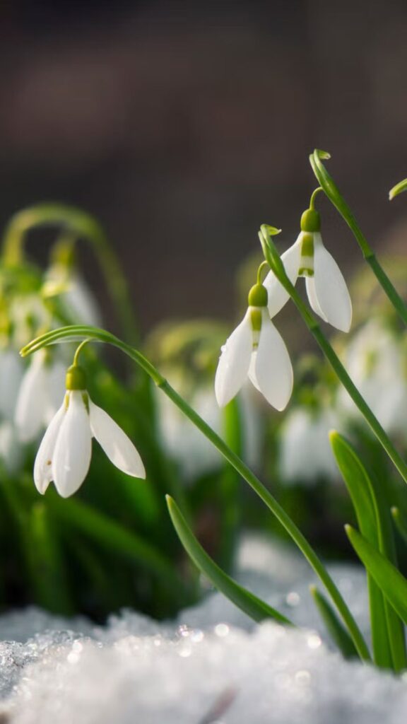 january birth flowers