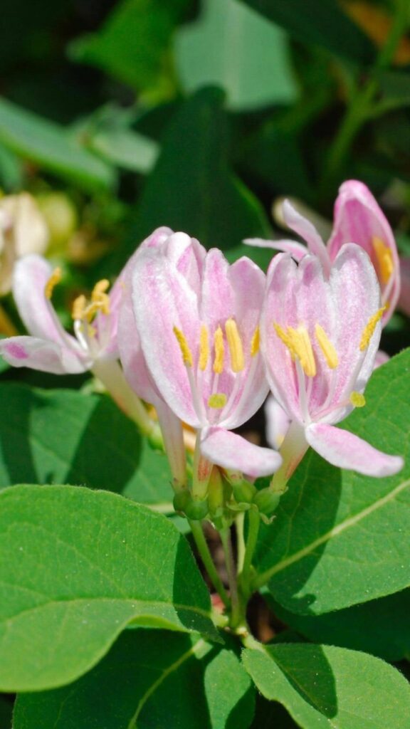 June Birth Flowers