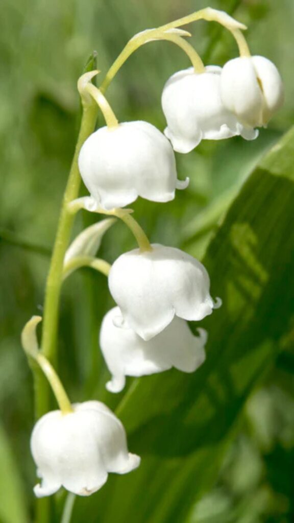 May Birth Flowers