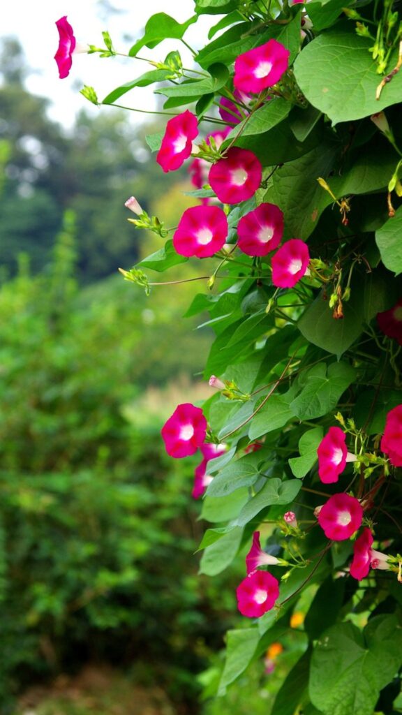 September Birth Flowers