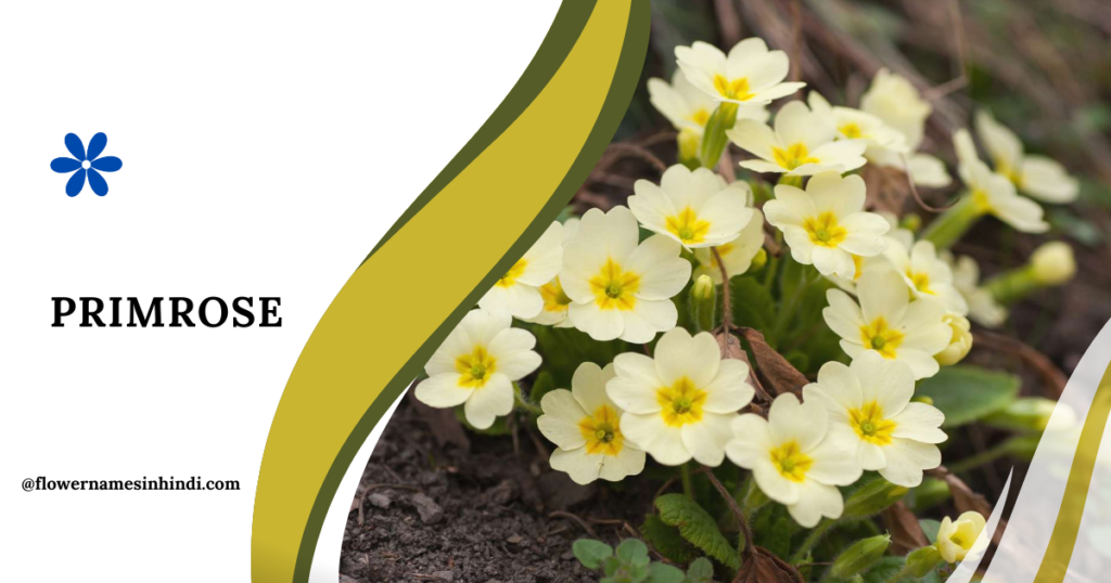 Primrose