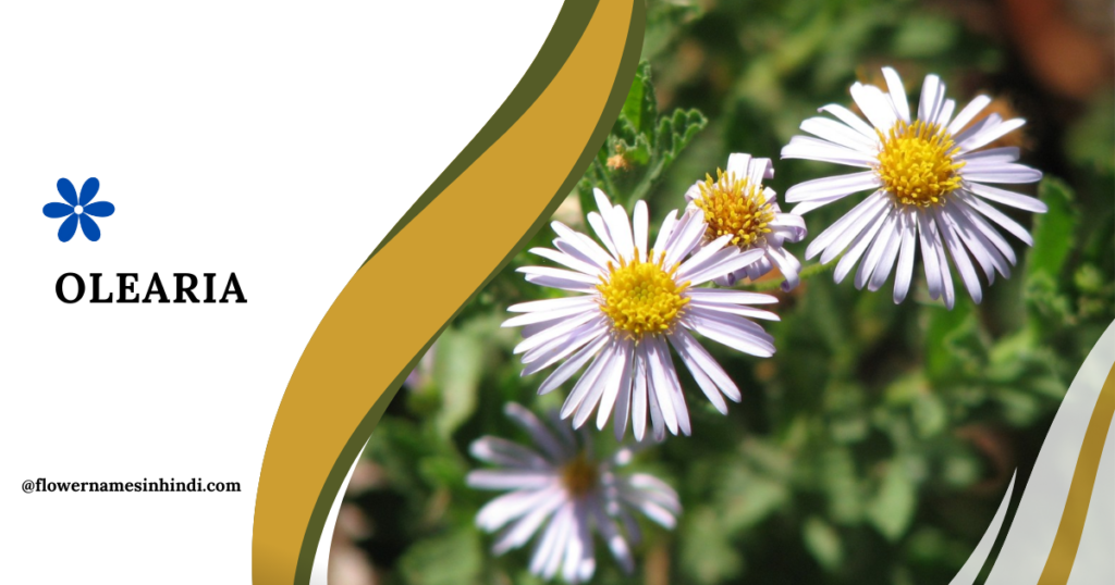 Olearia-Flowers That Begin With The Letter O
