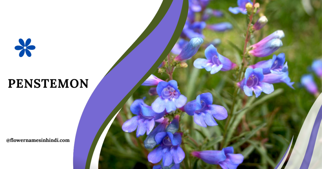 Penstemon-Flowers Starting With P