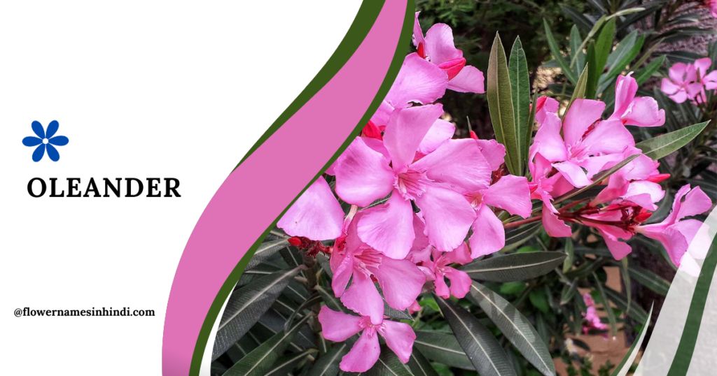 Oleander-Flowers Beginning With O