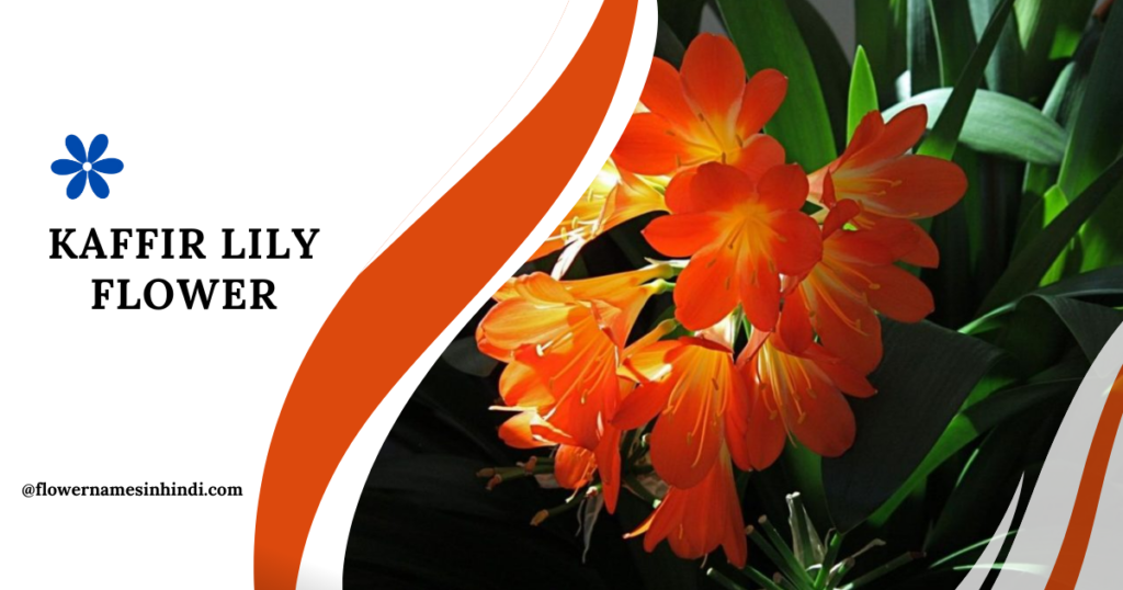 Kaffir Lily