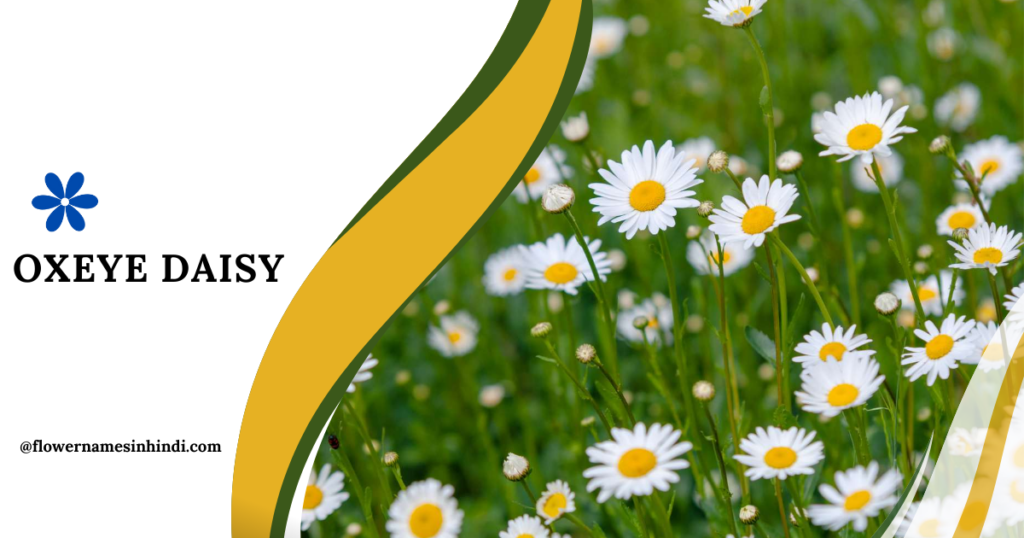 Oxeye Daisy