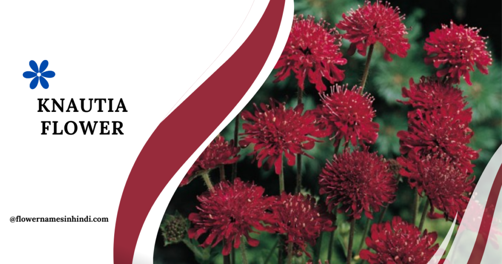 Knautia-Flowers Beginning With K