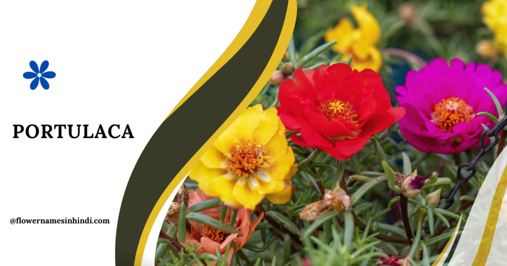 Portulaca-Flowers Starting With P