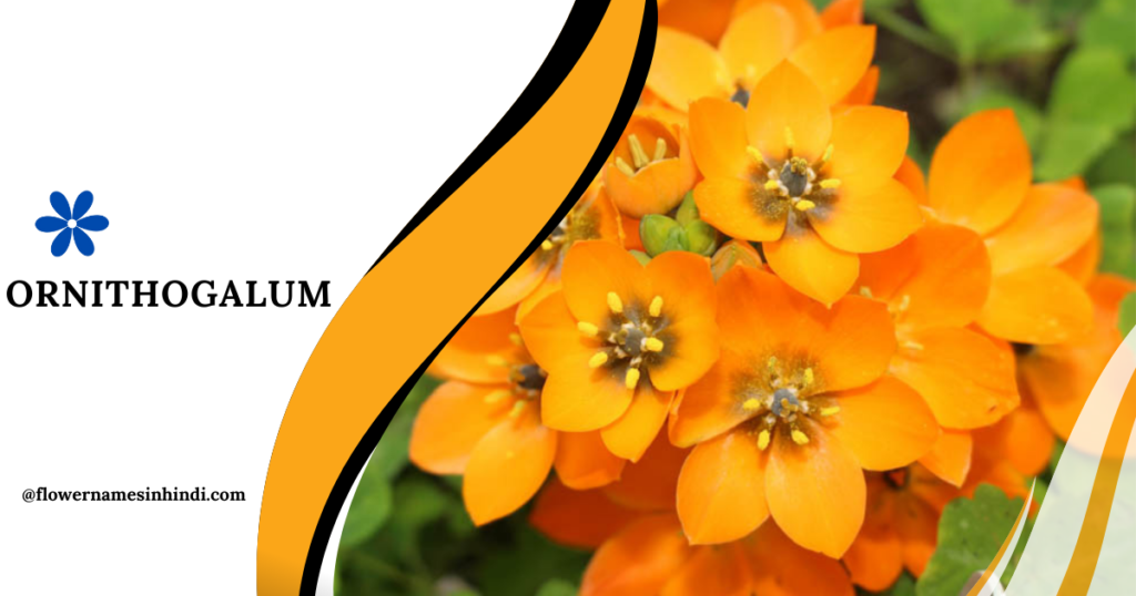 Ornithogalum-Flowers Beginning With O