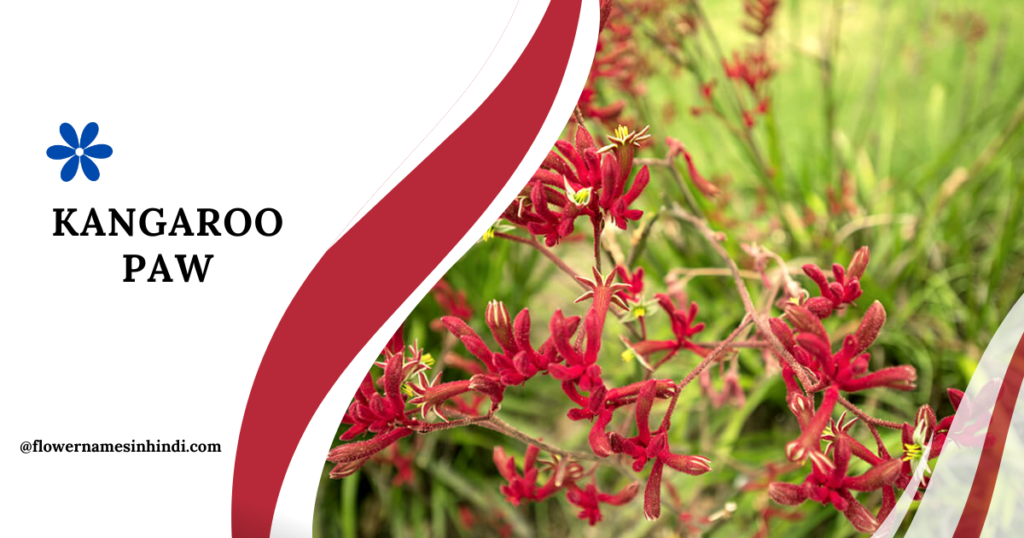 Kangaroo Paw