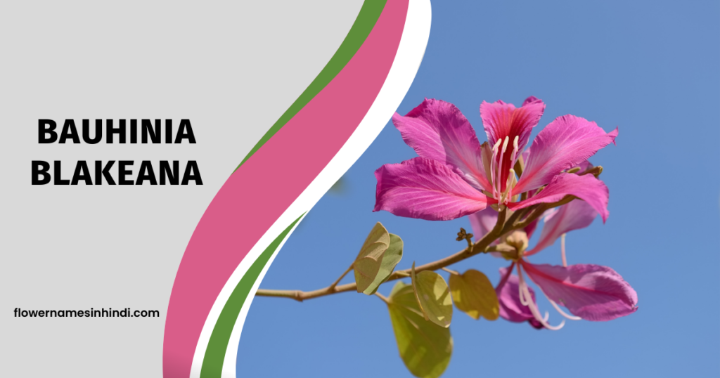 Bauhinia blakeana flower