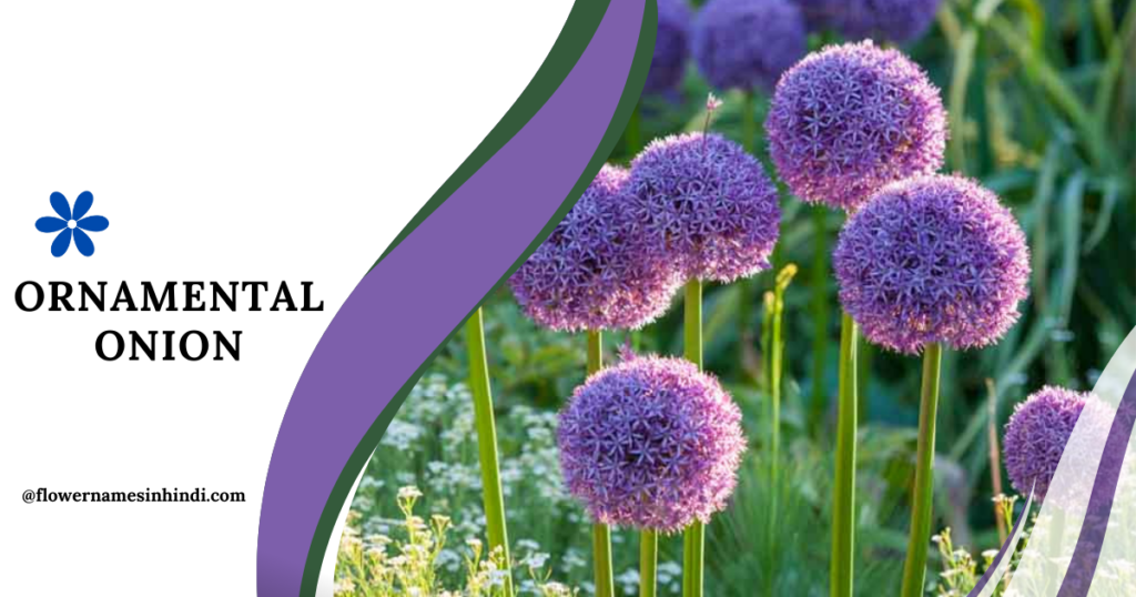 Ornamental Onion