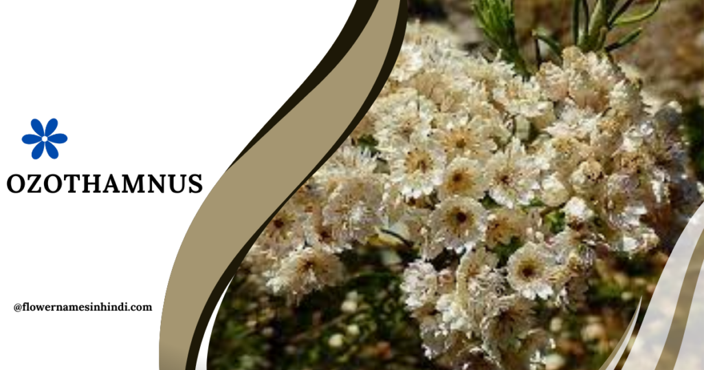 Ozothamnus