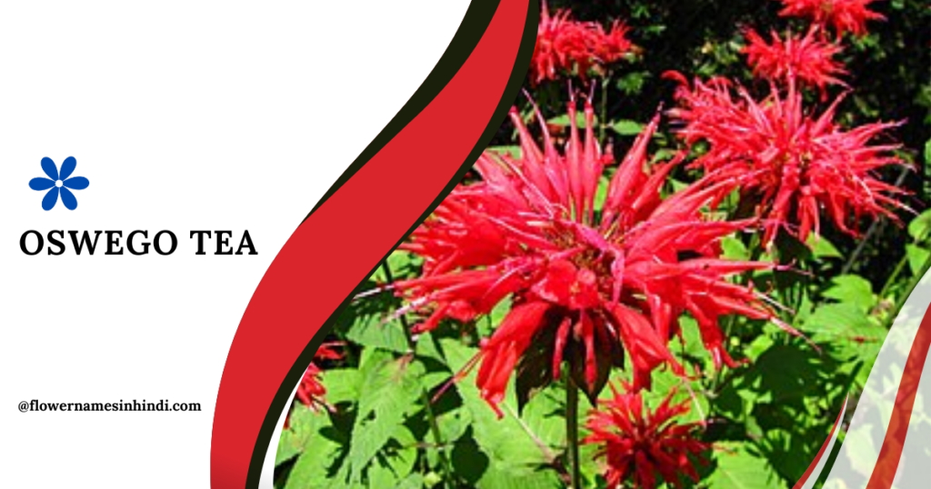 Oswego Tea-Flowers That Begin With The Letter O
