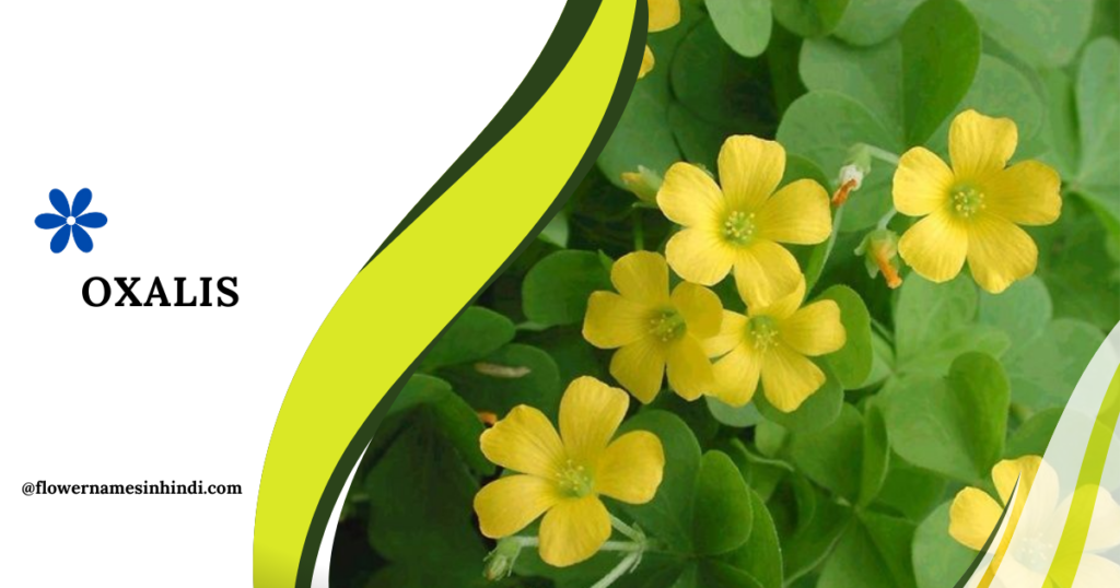 Oxalis 