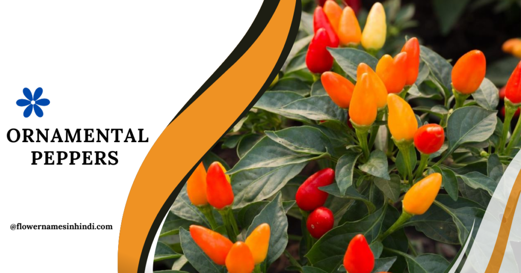 Ornamental Peppers-Flowers That Begin With The Letter O
