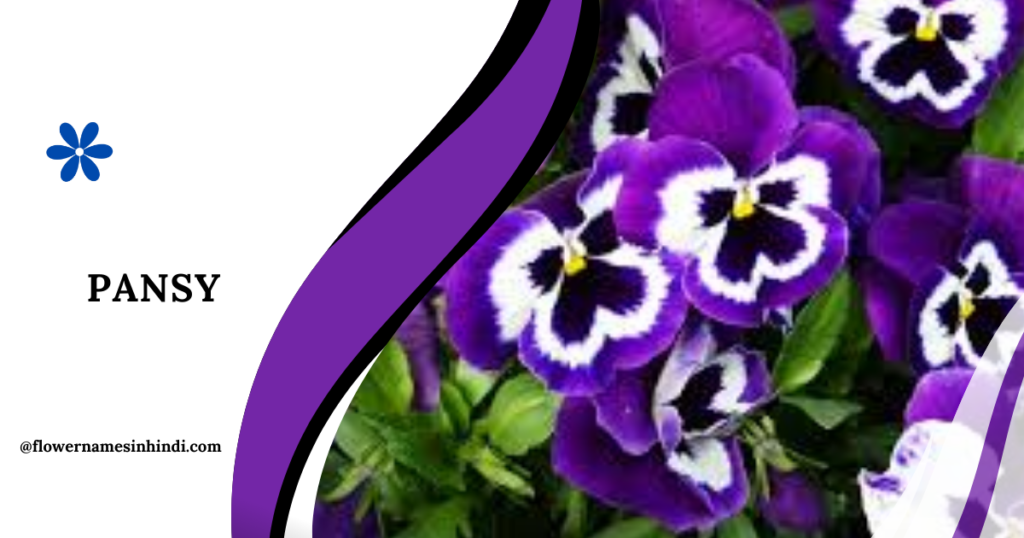 Pansy-Flowers that Start with P