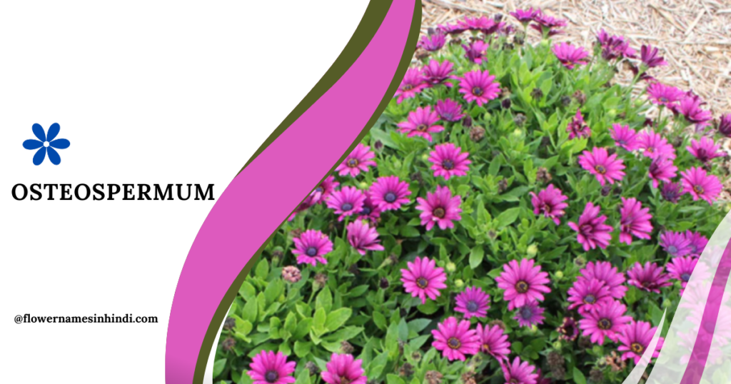 Osteospermum 