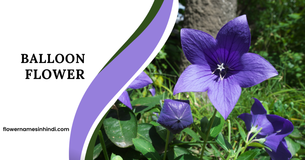 Balloon Flower