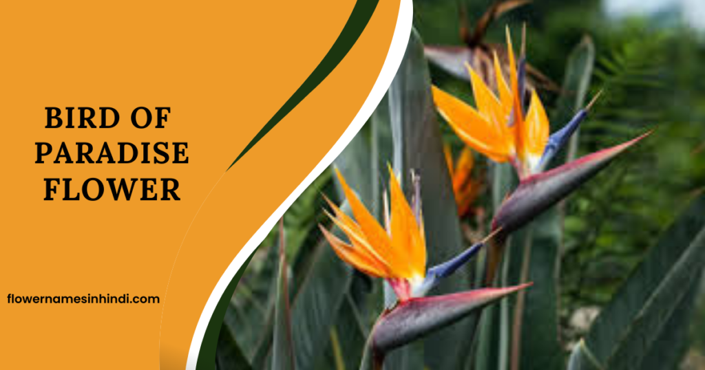 Bird of Paradise flower