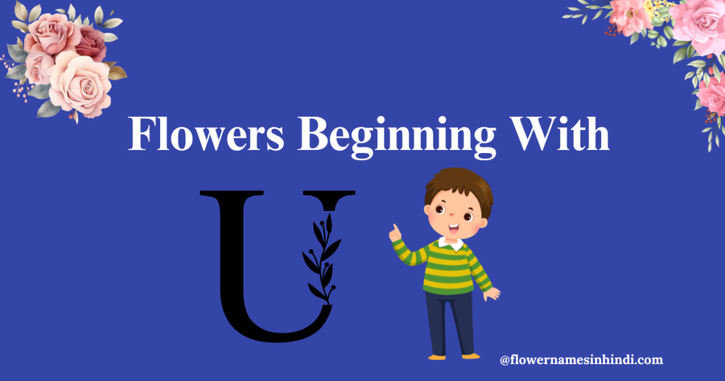 Flowers beginning with u