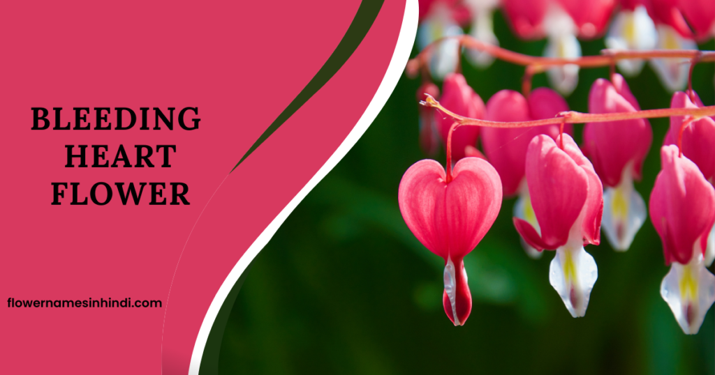 Bleeding Heart Flower 