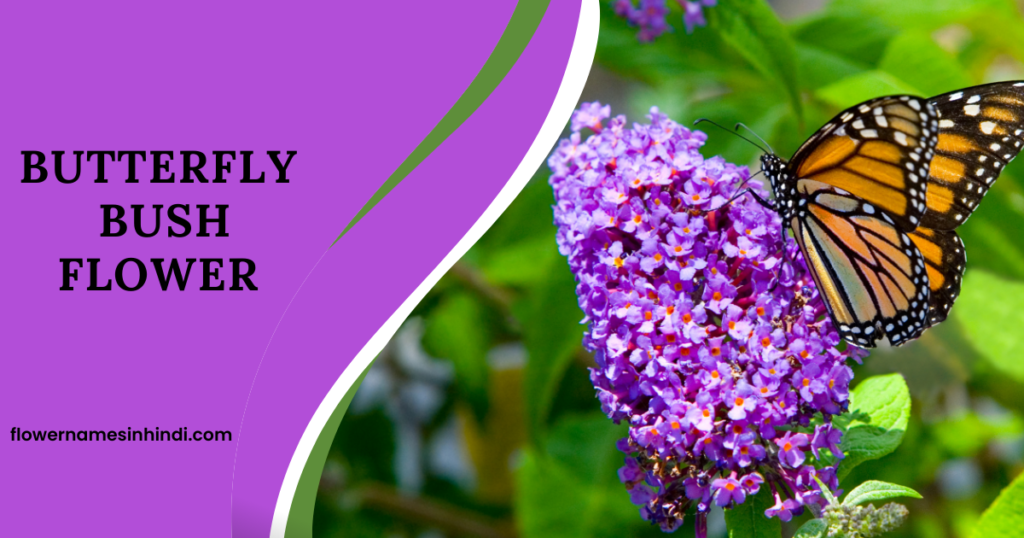 Butterfly Bush Flower