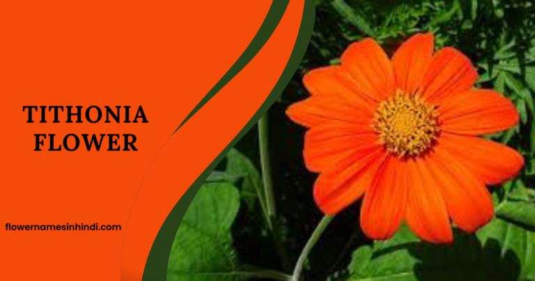 Tithonia flower 