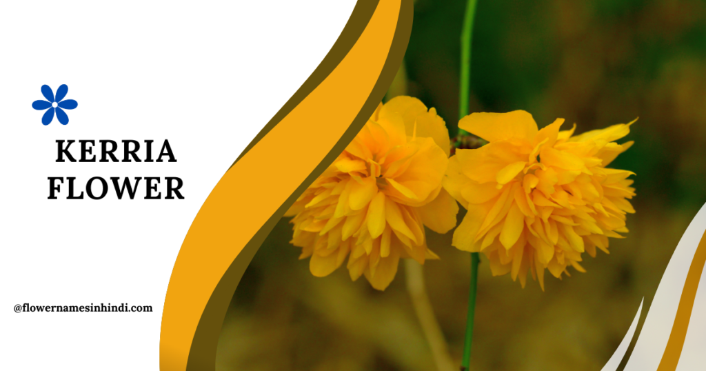 Kerria-Flowers That Start With K