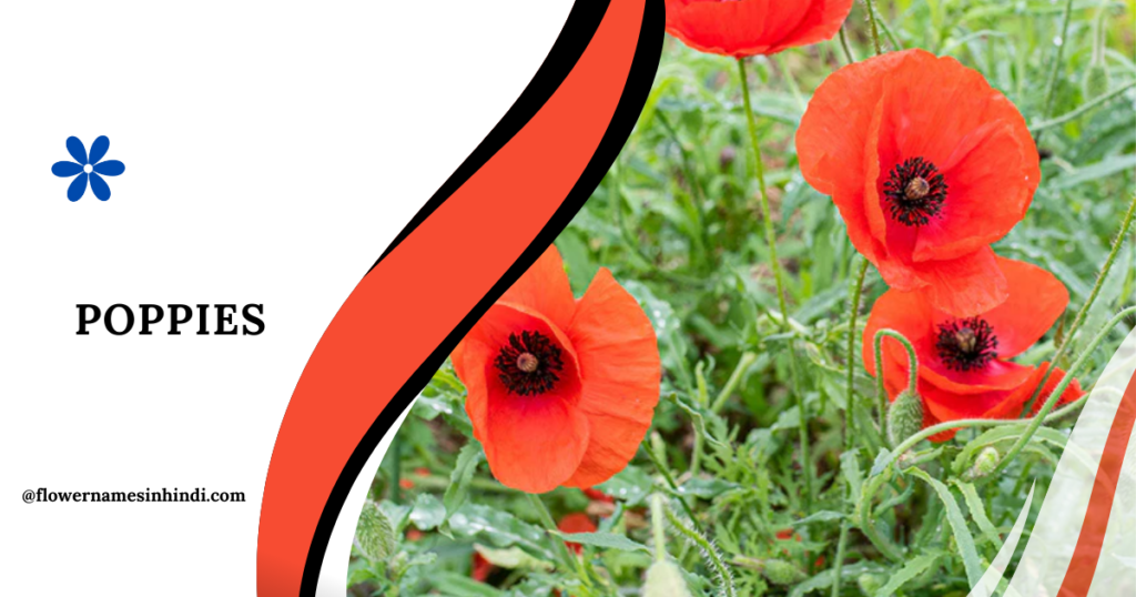 Poppies