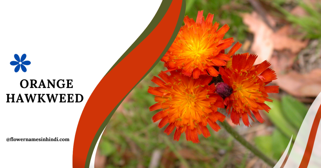 Orange Hawkweed-Flowers That Start With O