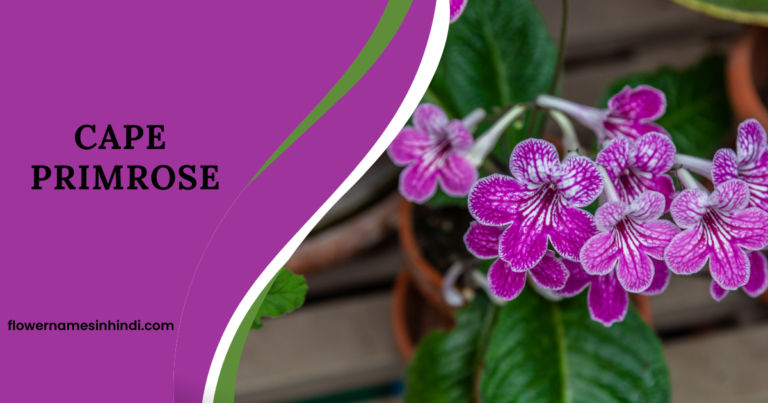 Cape primrose flower