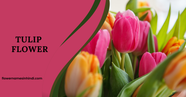 Tulip-Flowers That Begin with T