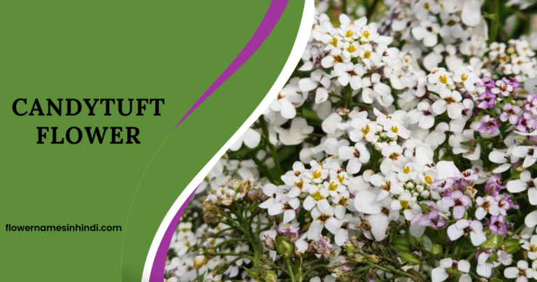 Candytuft flower starting with C