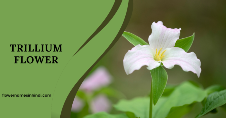 Trillium flower 