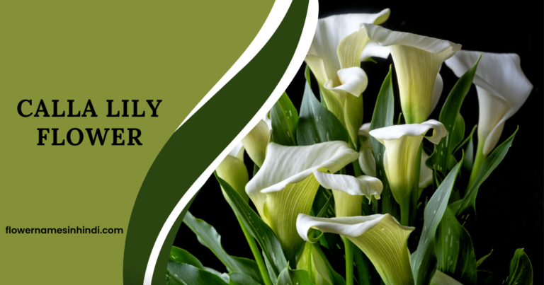 Calla Lily flower