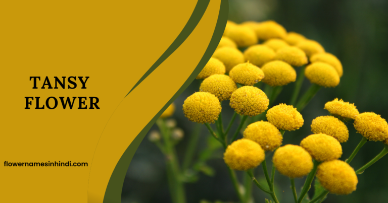 Tansy-Flowers That Begin with T