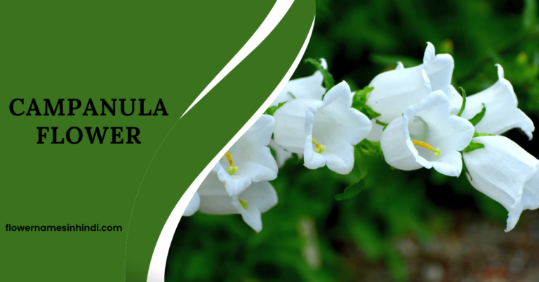 Campanula Flower 
